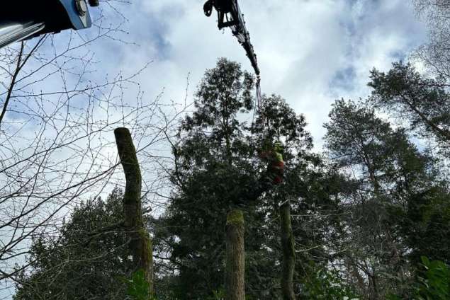 verwijderen bomen Eindhoven stronken weg frezen opruimen bomen in achtertuin