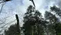 images/0000nieuws/2024/knegsel/verwijderen-bomen-eindhoven-stronken-weg-frezen-opruimen-bomen-in-achtertuin1-90x51-63c