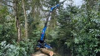 verwijderen bomen Eindhoven stronken weg frezen opruimen bomen in achtertuin