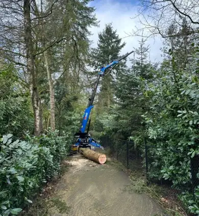 images/0000nieuws/2024/knegsel/verwijderen-bomen-eindhoven-stronken-weg-frezen-opruimen-bomen-in-achtertuin2-390x424-36b