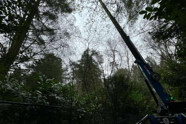 verwijderen bomen Eindhoven stronken weg frezen opruimen bomen in achtertuin