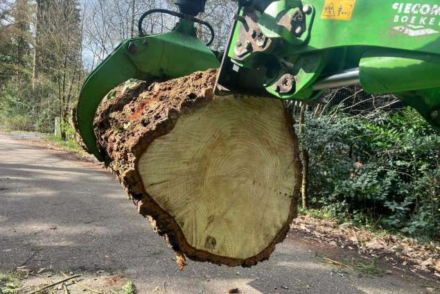 verwijderen bomen Eindhoven stronken weg frezen opruimen bomen in achtertuin