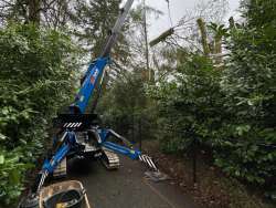 verwijderen bomen Eindhoven stronken weg frezen opruimen bomen in achtertuin