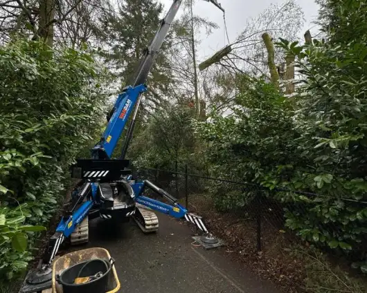 images/0000nieuws/2024/knegsel/verwijderen-bomen-eindhoven-stronken-weg-frezen-opruimen-bomen-in-achtertuin6-530x424-bff