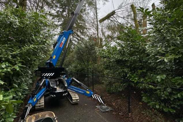 verwijderen bomen Eindhoven stronken weg frezen opruimen bomen in achtertuin