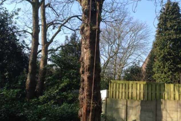 Bomen kappen Baarnbrugge