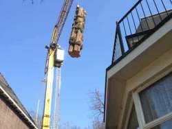 Bomen kappen Amstelhoek