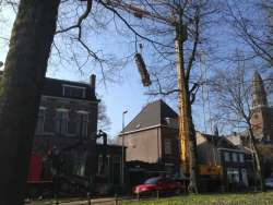 Bomen kappen zegge