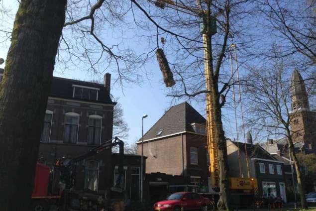 Bomen kappen Doorn