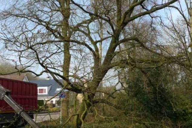 Bomen kappen De hoef