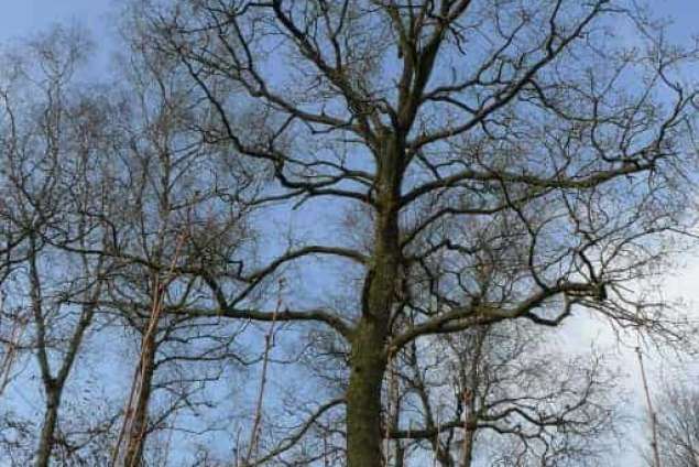 Bomen rooien 