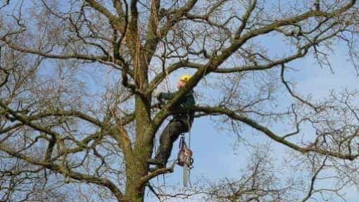 bomen rooien