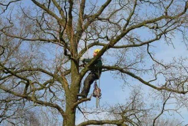 bomen rooien