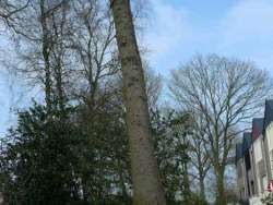 Bomen kappen Zevenbergen