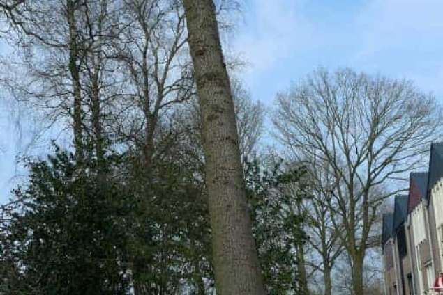 Bomen kappen De Meern