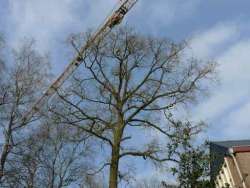 Bomen kappen Vlijmen