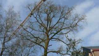 Bomen rooien AMsterdam