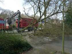 Bomen kappen Wouw