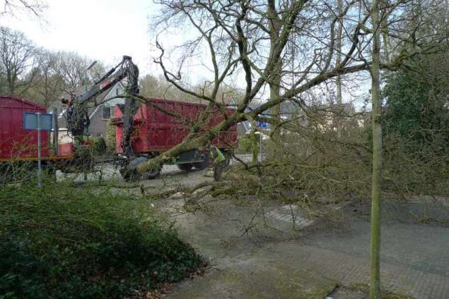 Bomen kappen Wouw