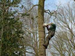 Bomen kappen Zundert