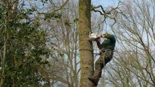 bomen rooien