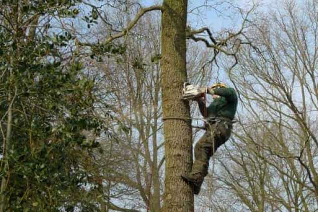 bomen rooien