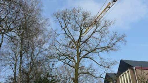 Bomen rooien Zwanenburg