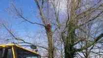 images/001-tuinaanleg-ettenleur/31-maart-bomen-rooien/bomen-kappen-rosmalen-210x118-c6d
