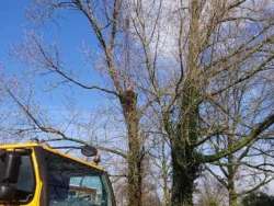 Bomen kappen Roosendaal