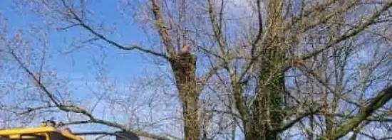 images/001-tuinaanleg-ettenleur/31-maart-bomen-rooien/bomen-kappen-rosmalen-550x197-b9b