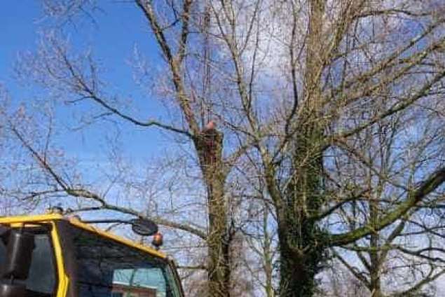 Bomen kappen Roosendaal