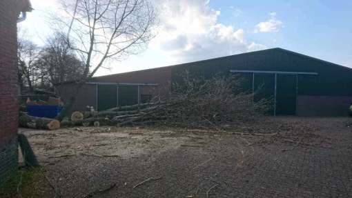 images/001-tuinaanleg-ettenleur/31-maart-bomen-rooien/bomen-verwijderne-in-Rosmalen-510x287-3ad