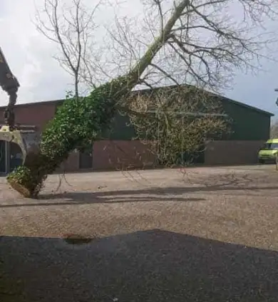 images/001-tuinaanleg-ettenleur/31-maart-bomen-rooien/boom-rooien-rosmalen-390x424-8b7