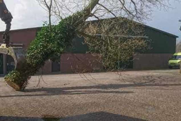 Bomen kappen Riehoven