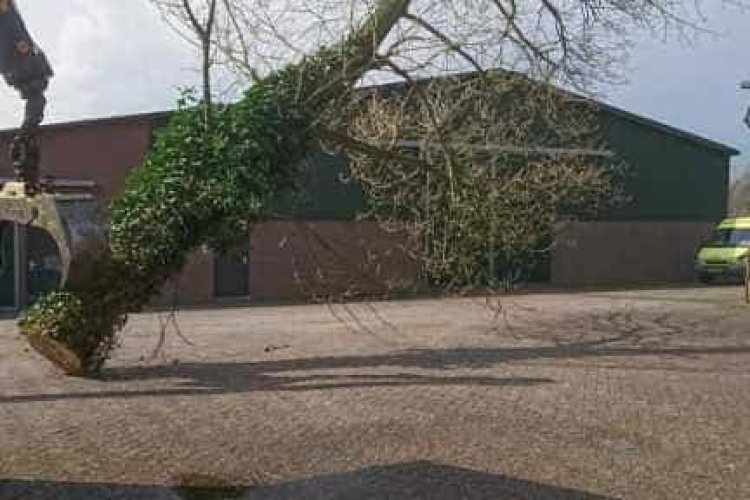 images/001-tuinaanleg-ettenleur/31-maart-bomen-rooien/boom-rooien-rosmalen-750x500-f2b