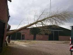 Bomen kappen rijen