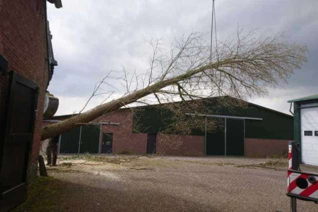 Bomen kappen Standaardbuiten