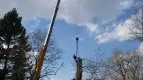 images/001-tuinaanleg-ettenleur/31-maart-bomen-rooien/populieren-bomen-rooien-met-kraan-210x118-c6d