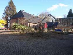 Bomen kappen prinsenbeek