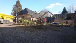 images/001-tuinaanleg-ettenleur/31-maart-bomen-rooien/strom-bomen-opruimen-Tilburg-257x145-442