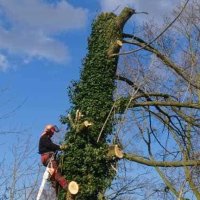 images/001-tuinaanleg-ettenleur/31-maart-bomen-rooien/verwijderen-bomen-in-oss-200x200-945