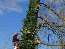 Bomen kappen Oudenbosch