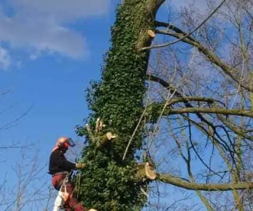 images/001-tuinaanleg-ettenleur/31-maart-bomen-rooien/verwijderen-bomen-in-oss-510x424-fda