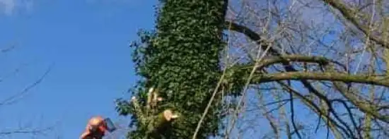 images/001-tuinaanleg-ettenleur/31-maart-bomen-rooien/verwijderen-bomen-in-oss-550x197-b9b