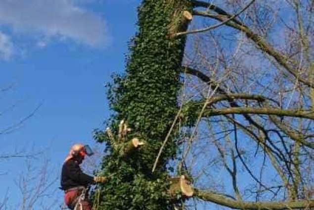 Bomen kappen Steenbergen