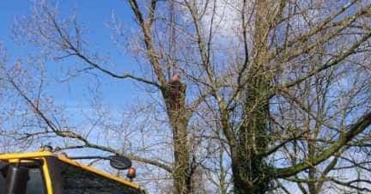 images/001-tuinaanleg-ettenleur/31-maart-bomen-rooien/verwijderen-bomen-rosmalen-1200x628-dc6