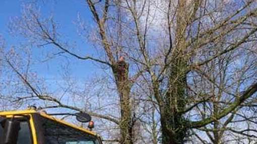 images/001-tuinaanleg-ettenleur/31-maart-bomen-rooien/verwijderen-bomen-rosmalen-510x287-3ad