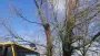 images/001-tuinaanleg-ettenleur/31-maart-bomen-rooien/verwijderen-bomen-rosmalen-90x51-929