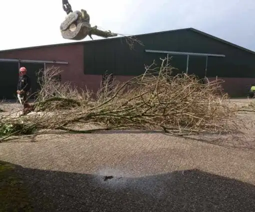 images/001-tuinaanleg-ettenleur/31-maart-bomen-rooien/verwijderen-boom-in-rosmalen-510x424-fda