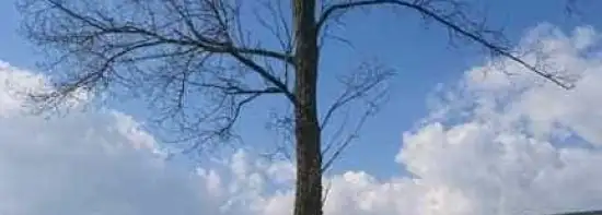 images/001-tuinaanleg-ettenleur/31-maart-bomen-rooien/verwijdernen-bomen-breda-550x197-b9b